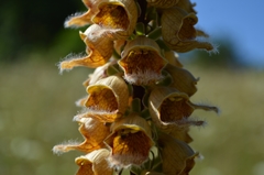 Digitalis ferruginea