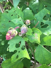 Hibiscus makinoi