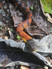 Erythrolamprus epinephalus