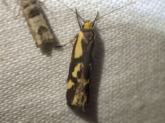 Palimmeces poecilella