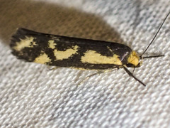 Palimmeces poecilella