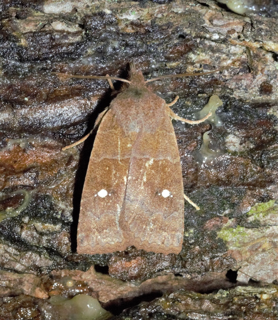 Franclemont's Sallow