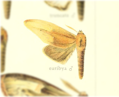 Truncaptera euribya