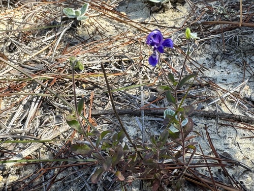 Florida Scrub Bluecurls (Trichostema suffrutescens)