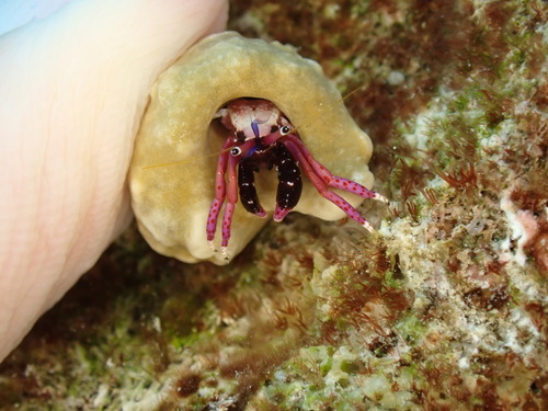 Calcinus haigae observed 2025-10-08