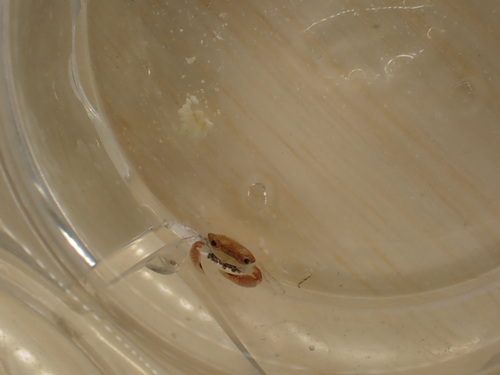 Cherusius triunguiculatus observed 2025-10-08