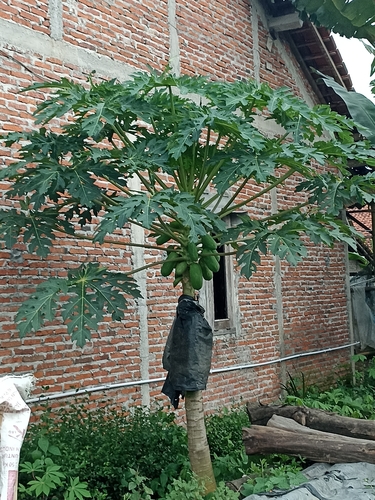 Papaya