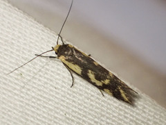 Palimmeces poecilella