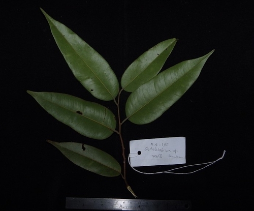 Cotylelobium melanoxylon observed 2018-08-22