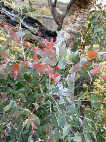 Eucalyptus tenuiramis, photograph 5