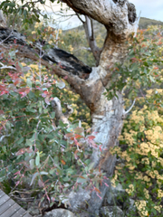 Eucalyptus tenuiramis, photograph (c) Bob Walker, some rights reserved (CC BY)