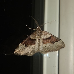 Xanthorhoe defensaria