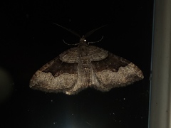 Xanthorhoe defensaria