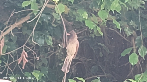 Common Bulbul