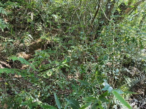 Symplocos shilanensis observed 2025-10-16