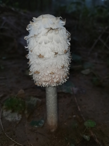 Shaggy Mane