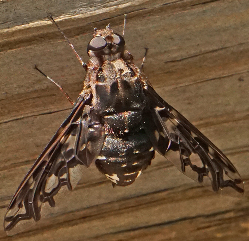 Tiger Bee Fly, photo 5 of 9