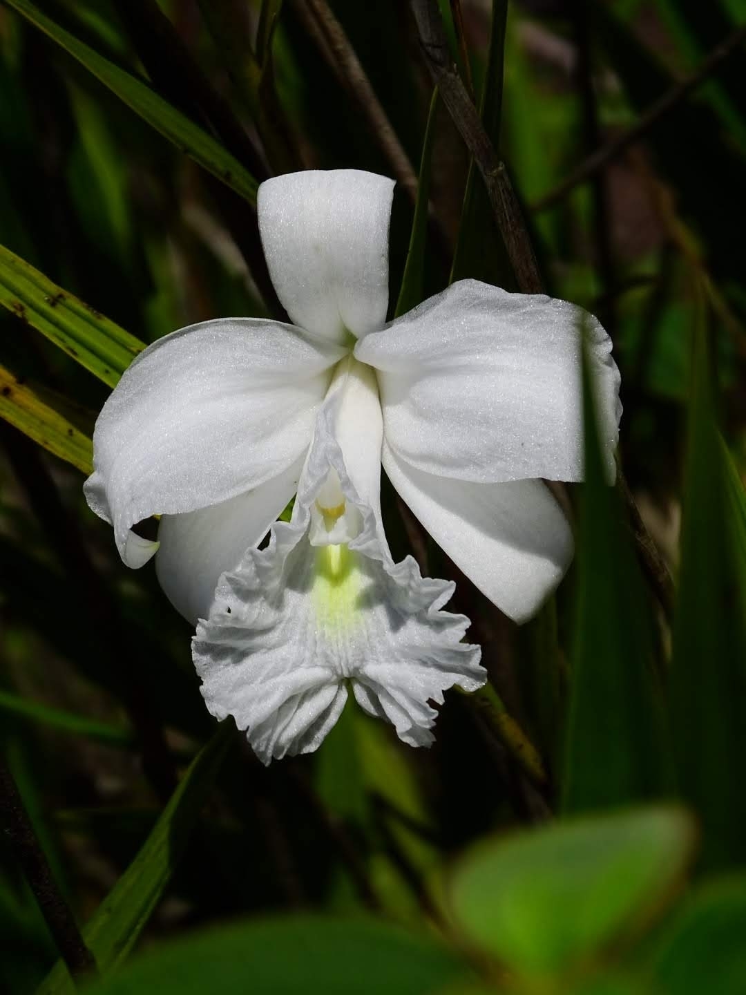 Sobralia liliastrum