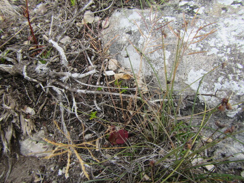 Dainty Sunspurge (Heliophila pusilla)