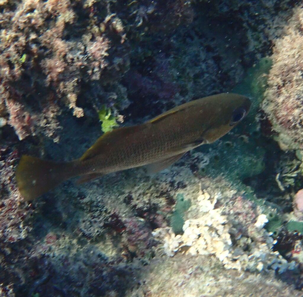 Brown large-eyed croaker (Odontoscion dentex) — Sciaenidae