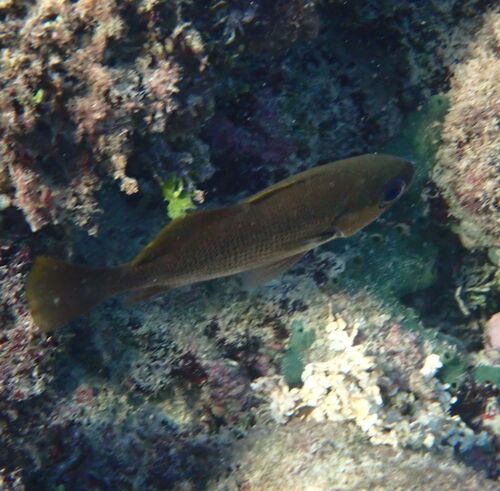 Brown large-eyed croaker (Odontoscion dentex) — Sciaenidae