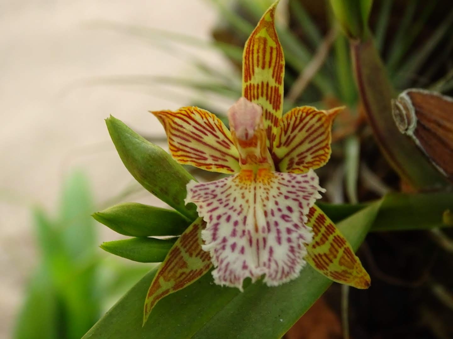 Aspasia variegata