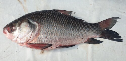 Catla (Gibelion catla) — Cyprinidae — 3