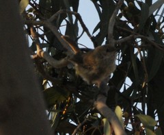 Acanthiza pusilla