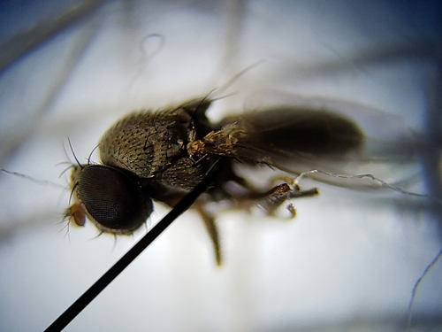 Discocerina obscurella photo 2