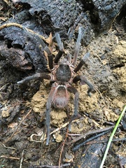 Sericopelma