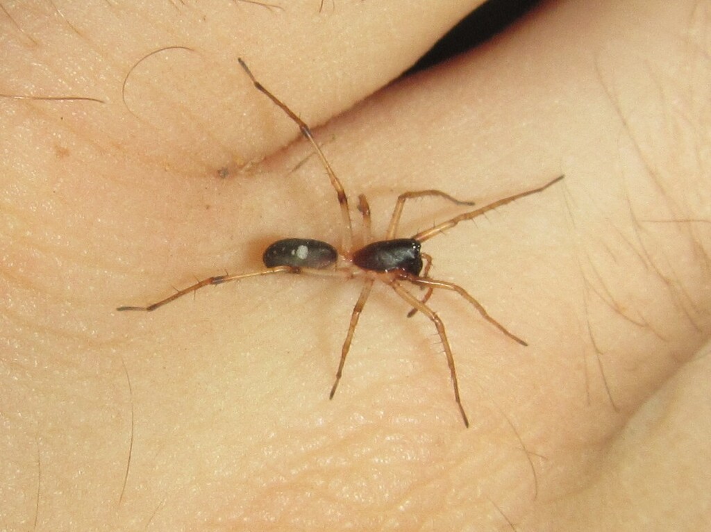 Leptopicia