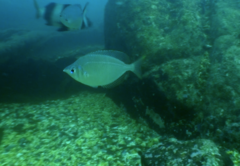 Parequula melbournensis