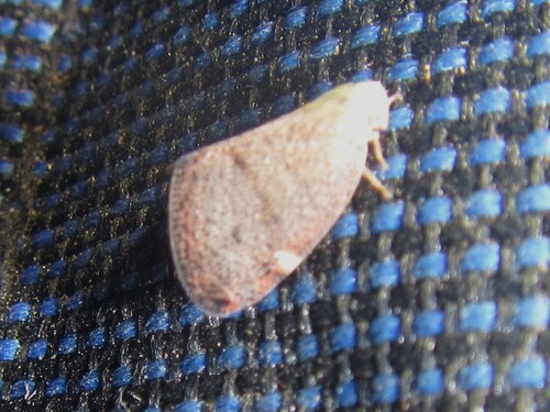 Scolypopa kurandae observed 2019-04-24
