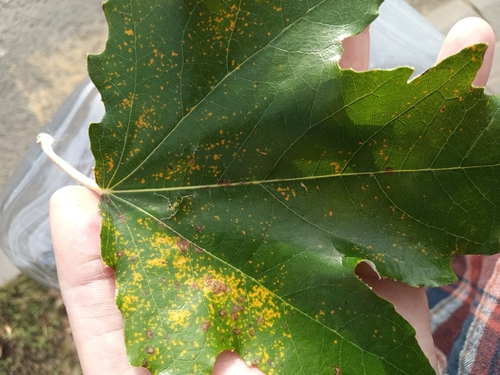 Melampsora populnea, 2025-10-16