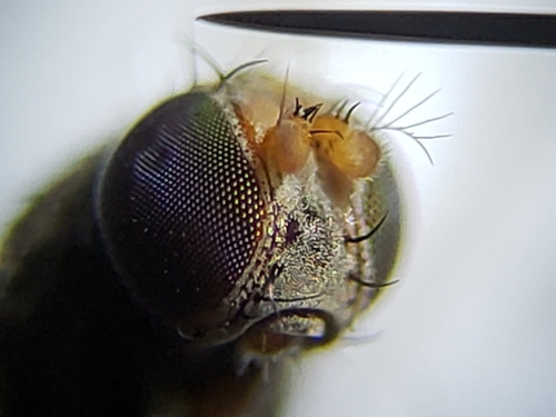 Discocerina obscurella photo 3