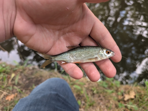 Rutilus rutilus