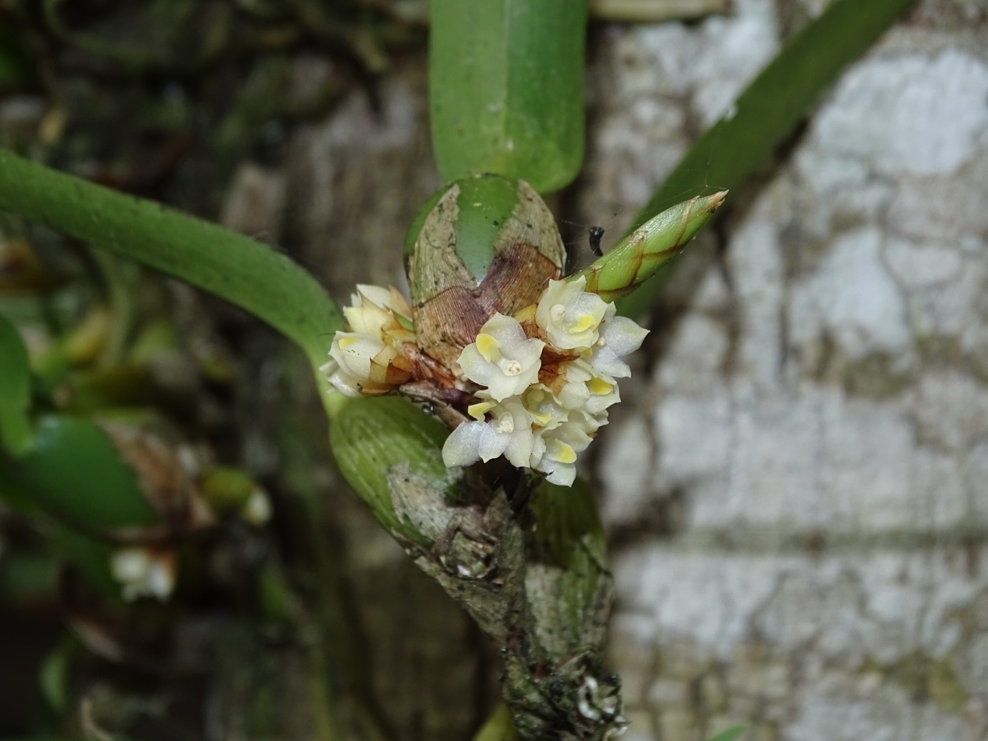 Maxillaria parviflora