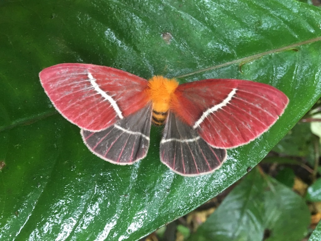 Pseudodirphia