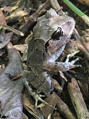 Craugastor megacephalus