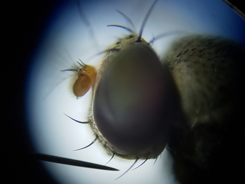 Discocerina obscurella photo 4