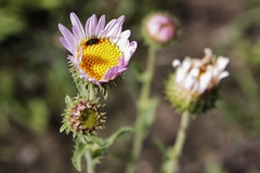 Xanthisma gymnocephalum