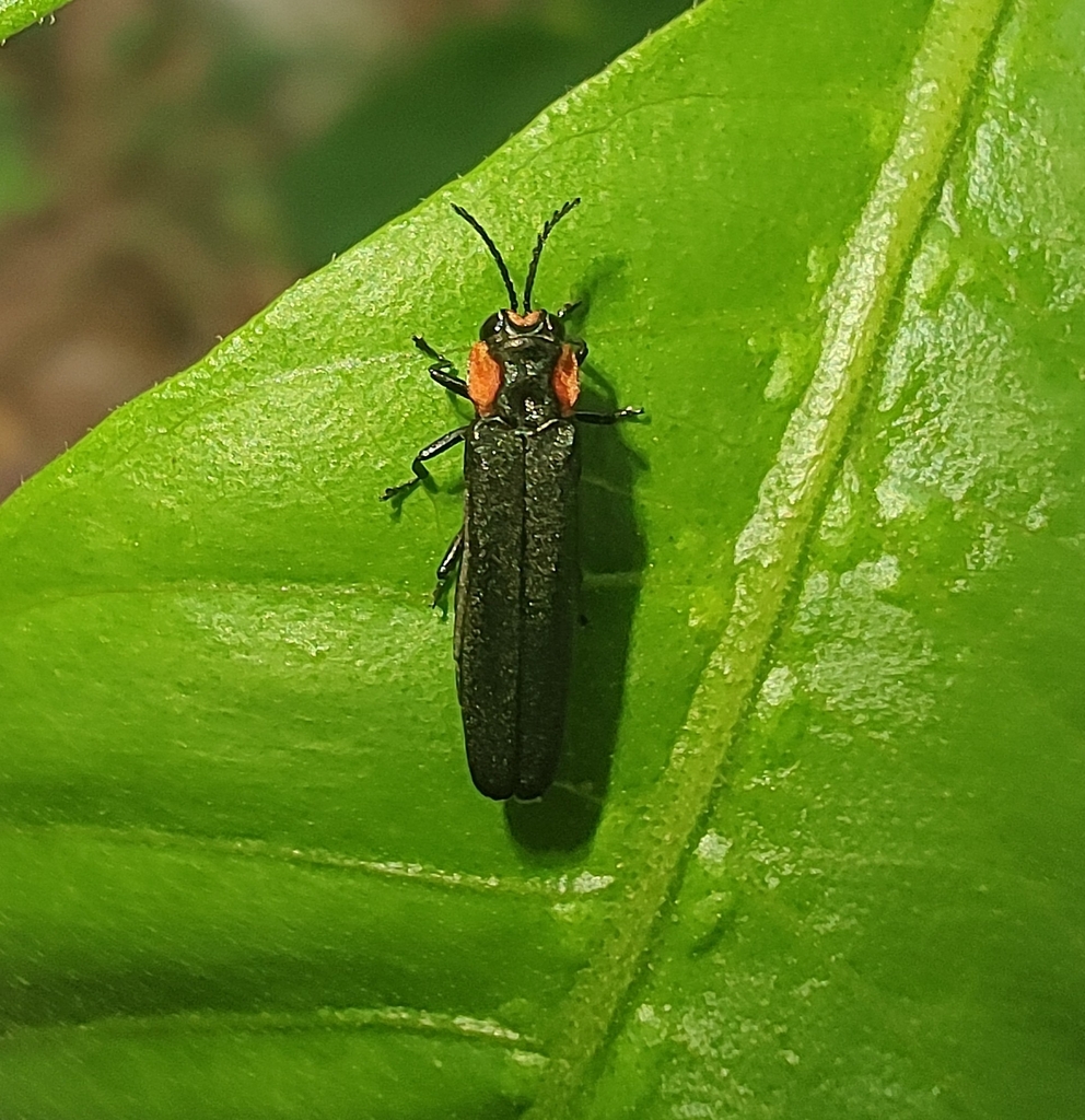 Agrilus dilaticornis