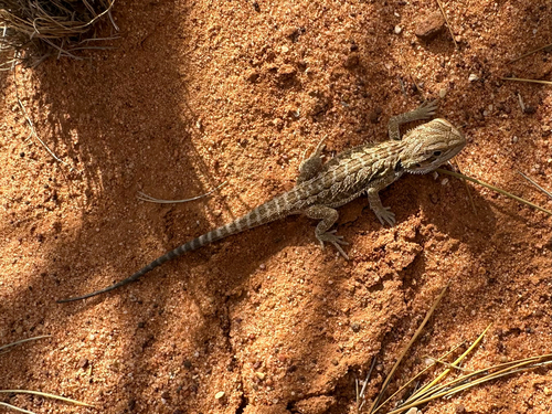 Central Bearded Dragon