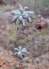 Agave colorata