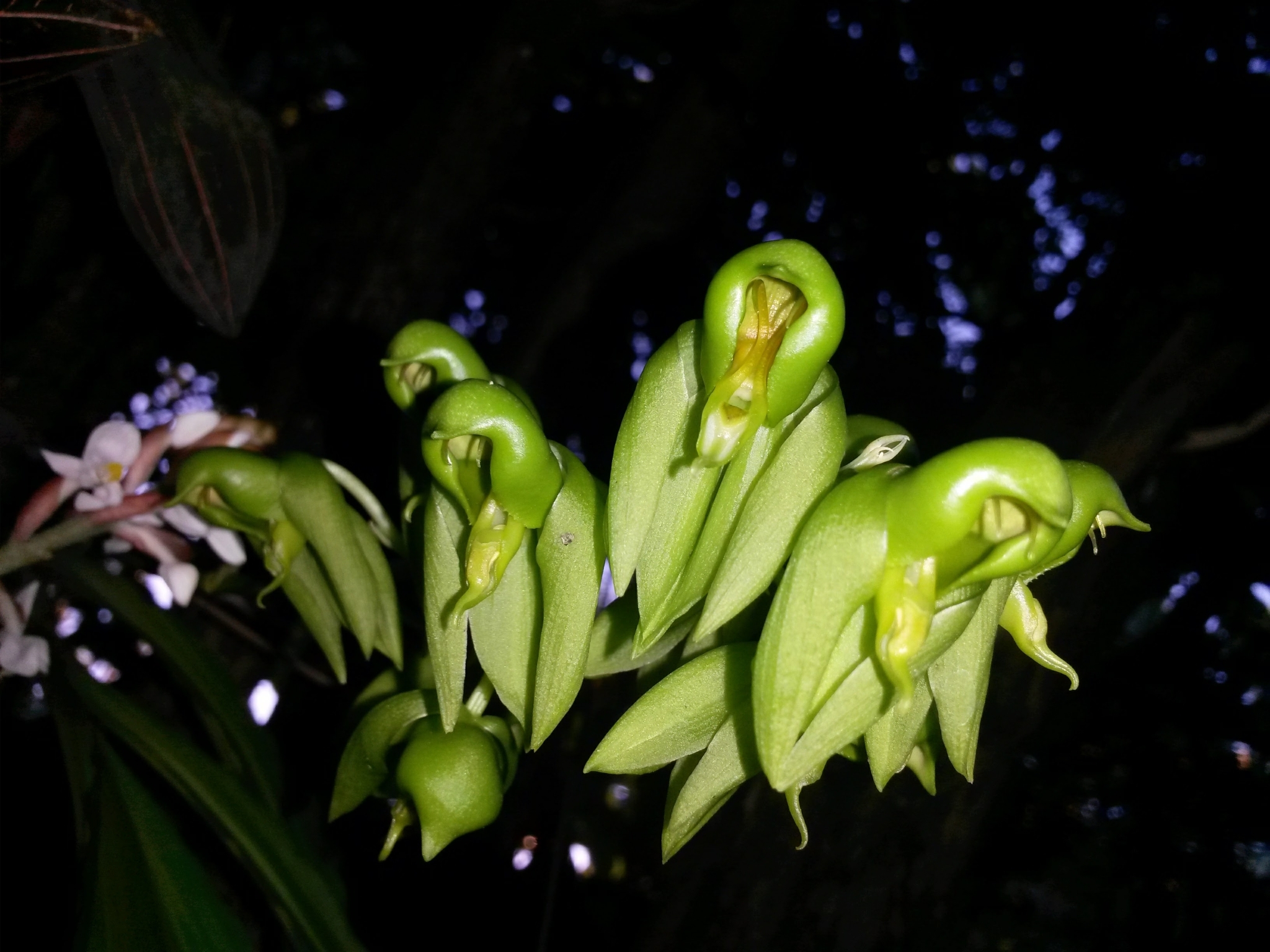 Catasetum uncatum
