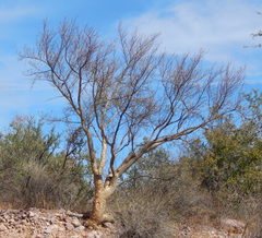 Bursera microphylla