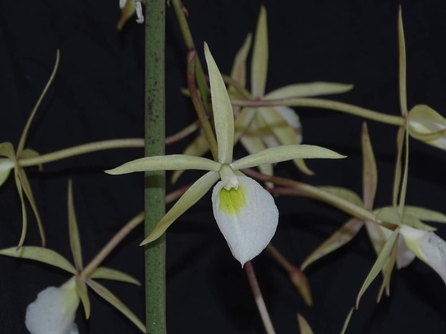 Brassavola perrinii