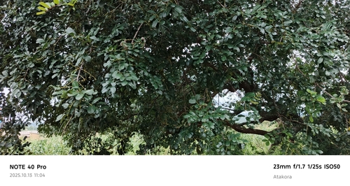Zanthoxylum zanthoxyloides
