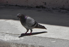 Columba livia domestica