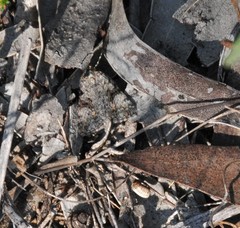 Dichromodes anelictis